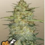 Cannabis seeds Original AUTO OG KUSH from Fast Buds